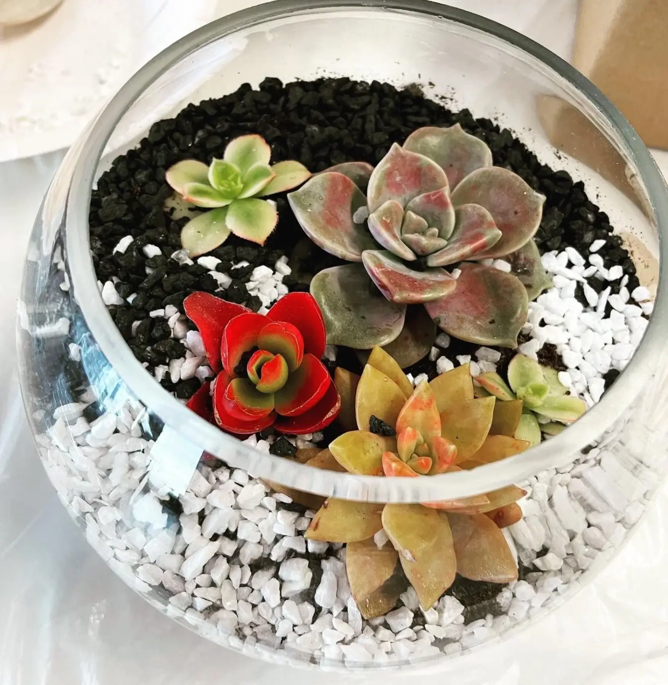 Succulent Terrarium Workshop thumbnail