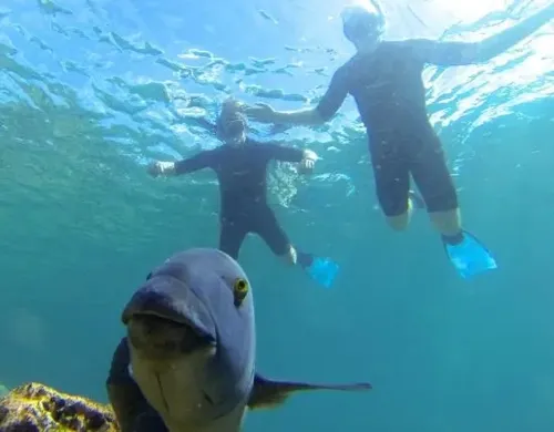 Splash & Stroll Snorkel & Nature Walk thumbnail